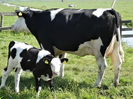 Ruminants test kits, for cattle, sheep and goat