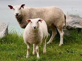 Goat sheep test kits, for sheep and goat